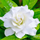 Gardenia